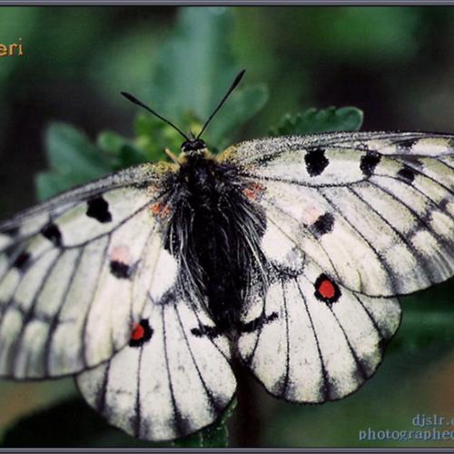 이것이 붉은점 모시나비...