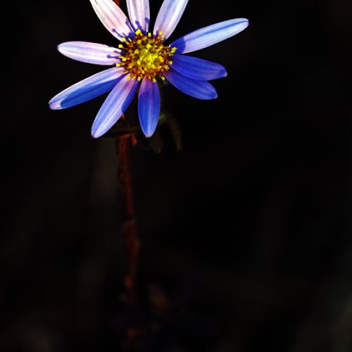 오늘 아침엔139탄(늦은꽃)