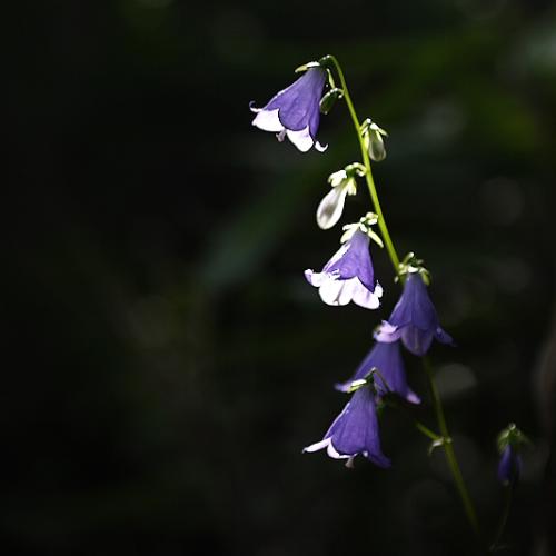 지리산의 야생화(1)