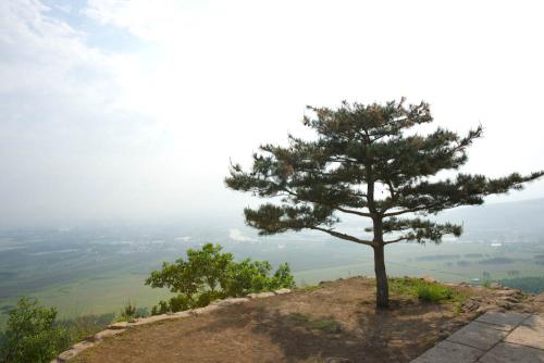 일송정 푸른솔은 ....