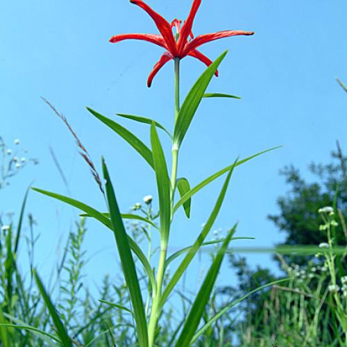 오늘 아침엔187-2탄(하늘나리)