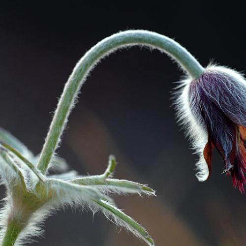 오늘 아침엔139-2탄(11월의할미꽃)