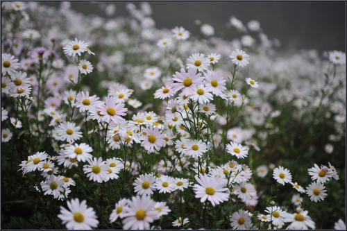 구절초 만발한 날에