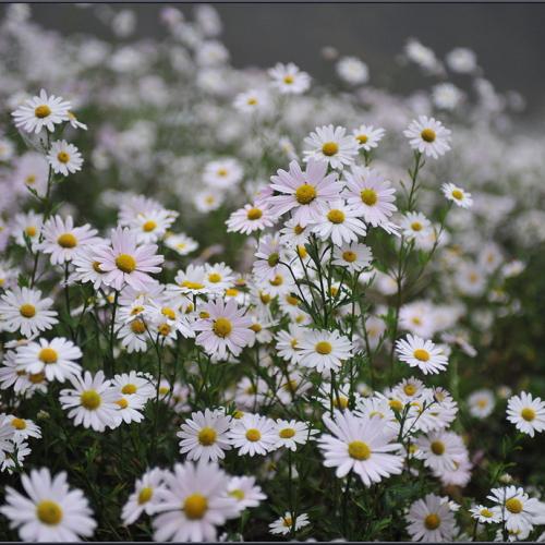구절초 만발한 날에