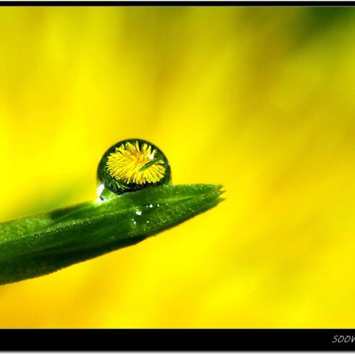 이슬속의 민들레