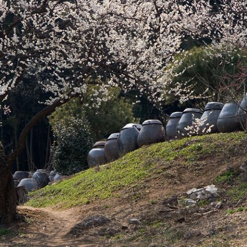 매화와 장독대 풍경