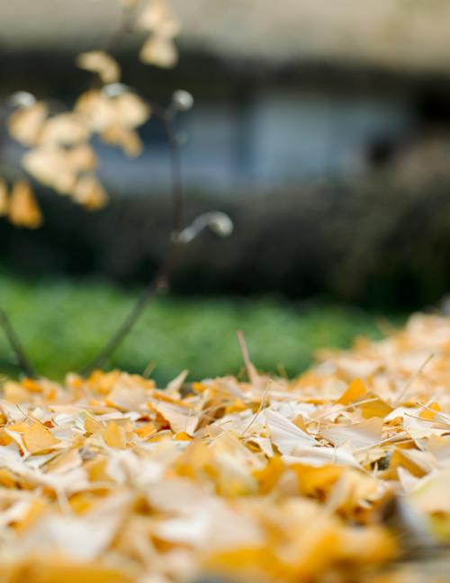 Yellow Leaves on The Wall
