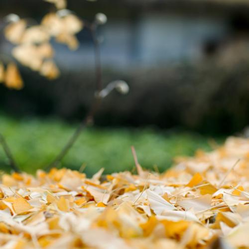 Yellow Leaves on The Wall