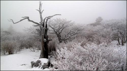 빛이 아쉽던 덕유의 아침