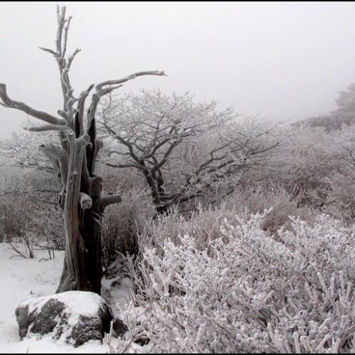 빛이 아쉽던 덕유의 아침