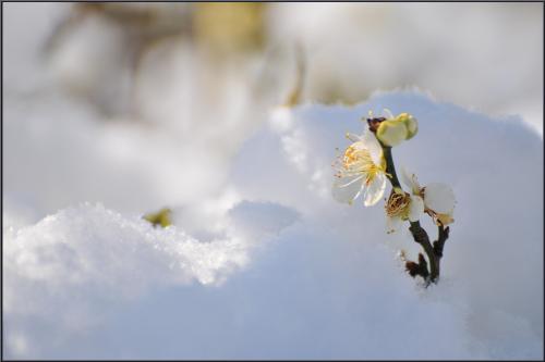 雪中梅