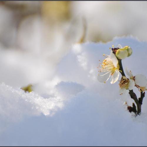 雪中梅