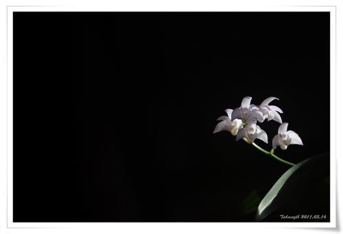 긴기아난(깅기아난, Kingianum)...석곡이 아니라네요. ^..^;;