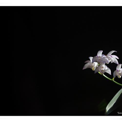 긴기아난(깅기아난, Kingianum)...석곡이 아니라네요. ^..^;;