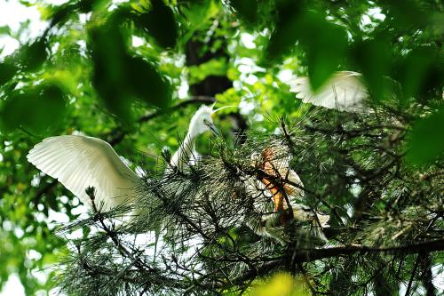 남선공원 - 새들의 보금자리