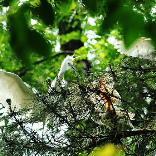 남선공원 - 새들의 보금자리