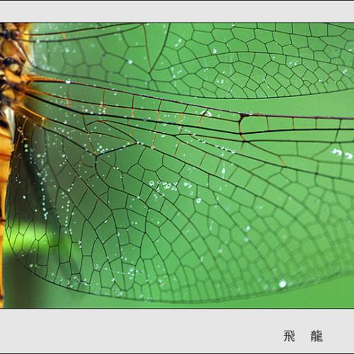 오늘 아침엔67(잠자리)