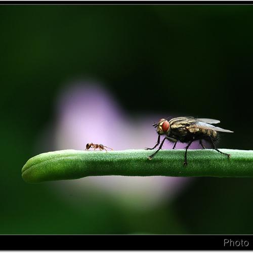 다윗과 골리앗...^^