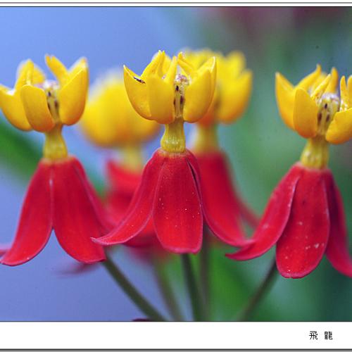 오늘 아침엔 67탄(금관화)