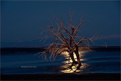 달빛 아래 고사목