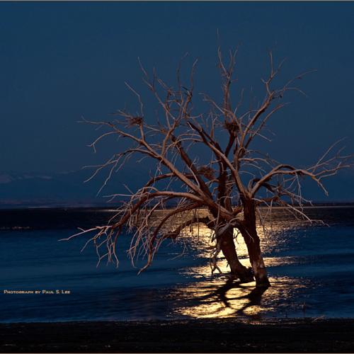 달빛 아래 고사목