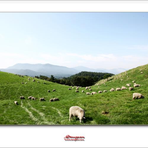 9월정출 양떼목장