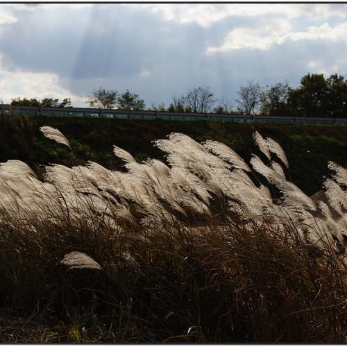 가을을 아쉬워하며