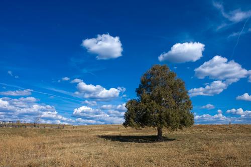 왕따나무(미국)