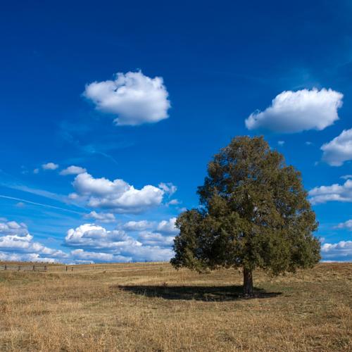 왕따나무(미국)