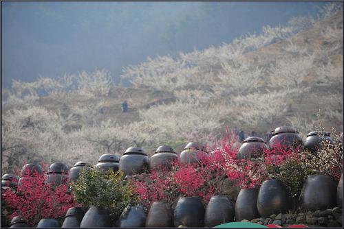 매화마을에 오르며...