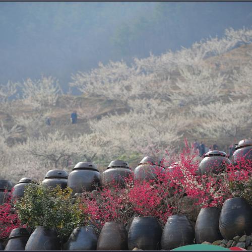 매화마을에 오르며...