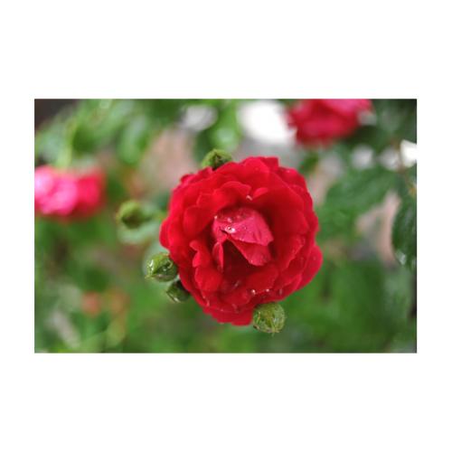 꽃이란 이름으로....