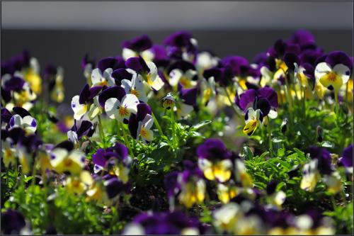 새풀 옷을 입으셨네...