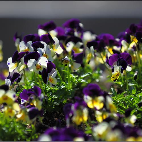 새풀 옷을 입으셨네...