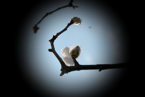 봄을 시샘하는 눈의 이야기