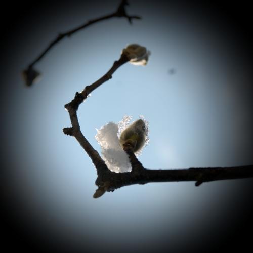 봄을 시샘하는 눈의 이야기