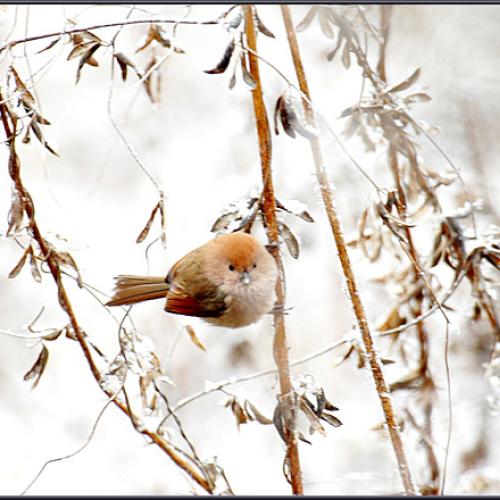 붉은머리오목눈이..???