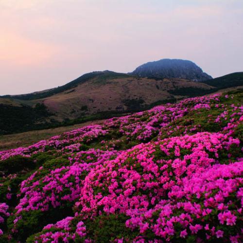 철쭉꽃과 한라산 여명