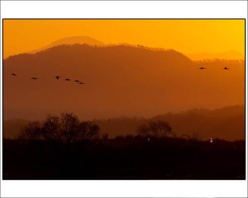 두루미 아침 마중.