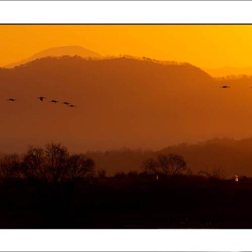 두루미 아침 마중.