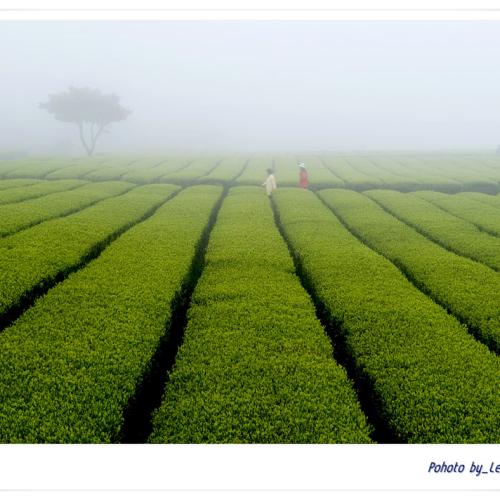 오~설록 (서광다원)