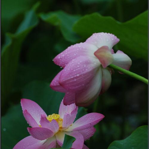 雨中之蓮