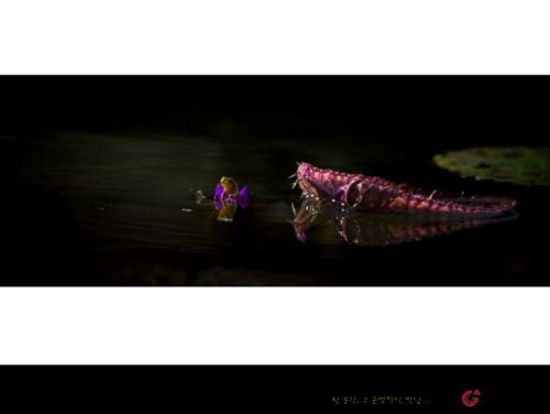 청개구리와 악어