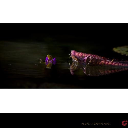 청개구리와 악어