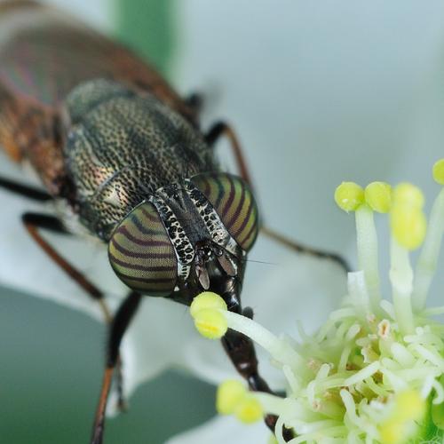 점박이검정파리의 눈