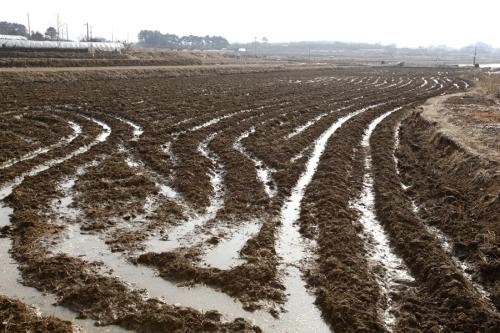 봄이 오는 소리