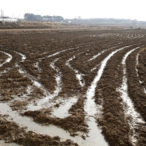 봄이 오는 소리