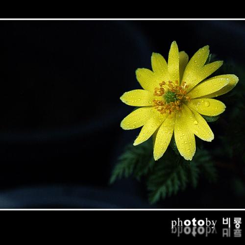 [연 작]야생화(정촬 사진)