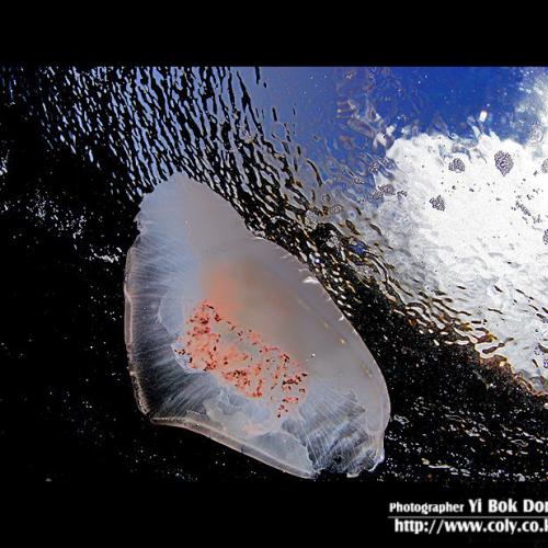 물속에서 하늘보기