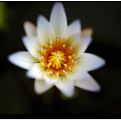 연꽃마을을 다녀와서